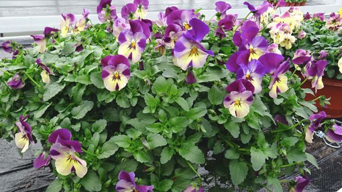 Viola x wittrockiana Coolwave® Strawberry Swirl, type spreading. ©G. Baron